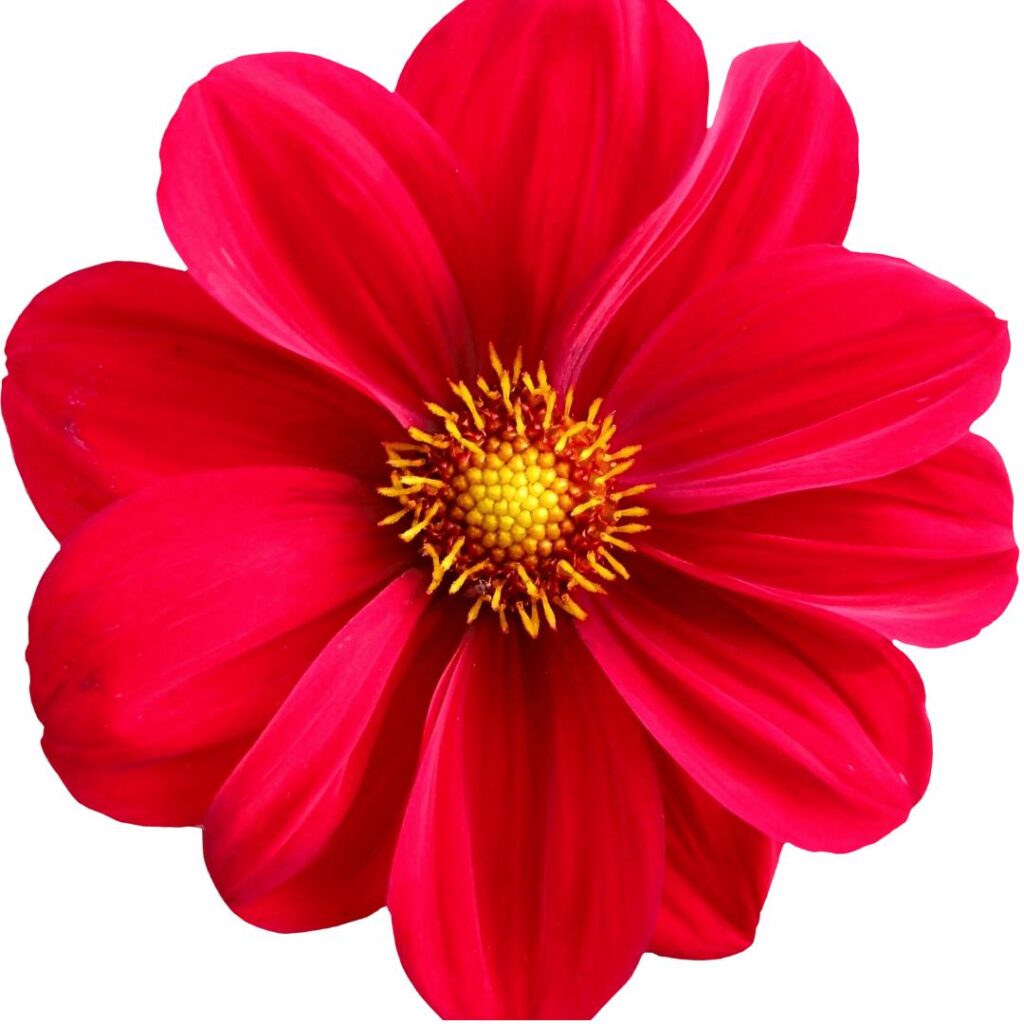 image of flower in JPEG format