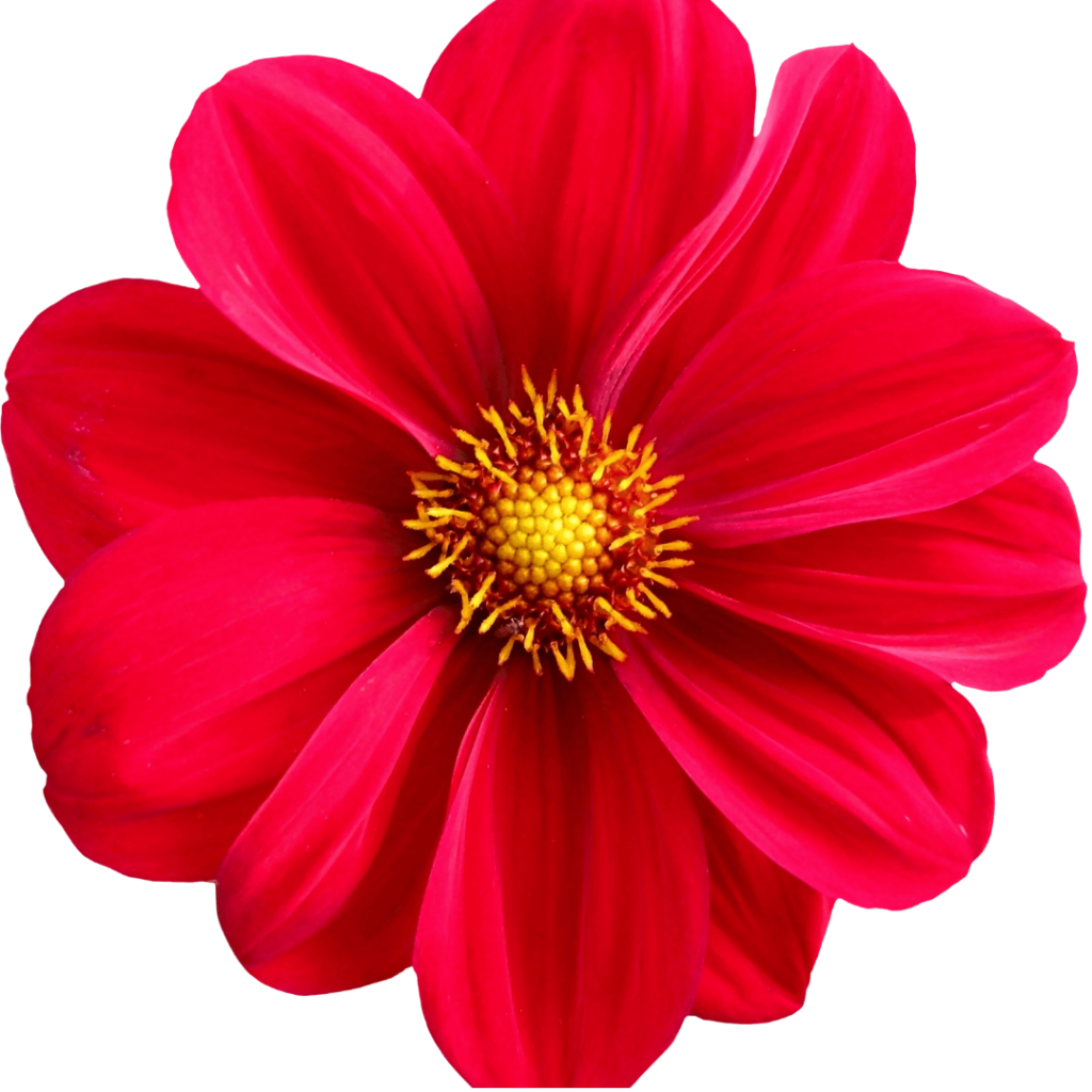 image of a flower in PNG format